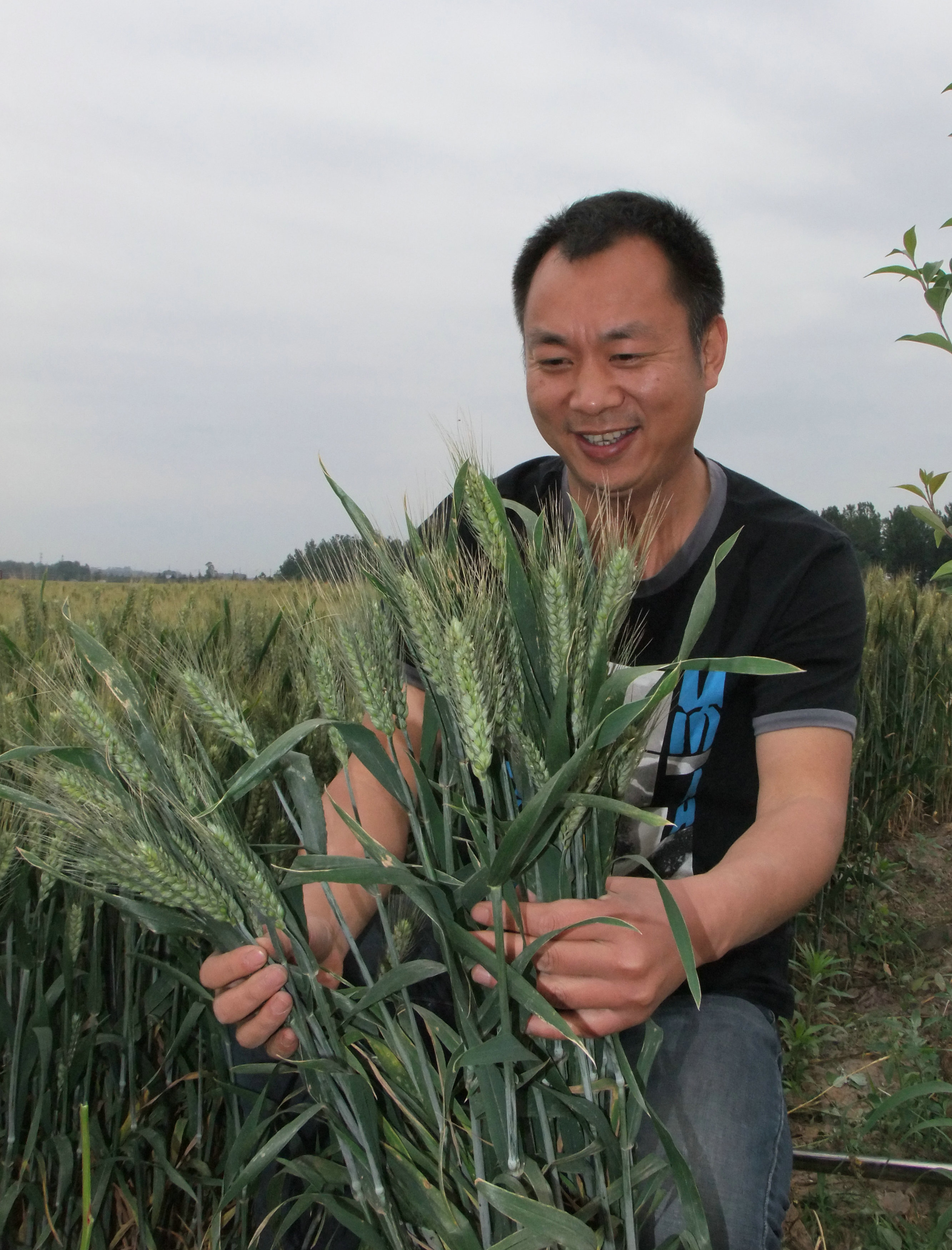 漯河市农科院超级小麦研究室科研团队,采用新的技术手段和品种改良