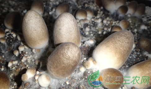 草菇种植:常见的草菇死亡原因及防治对策