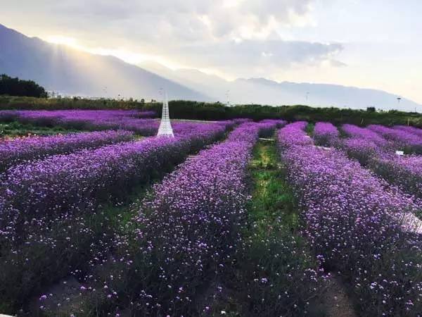 大理最适合拍照的薰衣草花海,5月20号免费游玩!