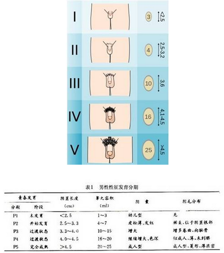 青年的年龄范围