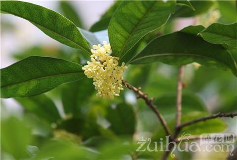 桂花的品种繁多