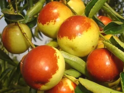 攀枝花属于南亚热带地区,水果品种很丰富 - 微