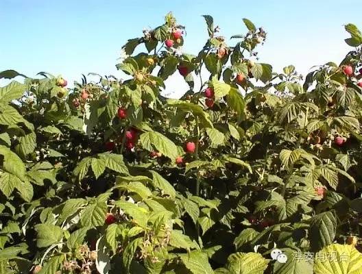 汪树根:荒山种出致富果