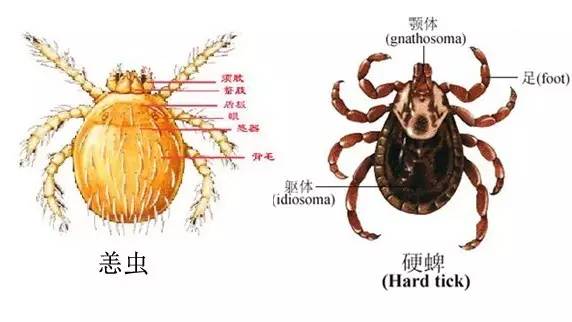 四环素,氯霉素等抗生素对恙虫病有特