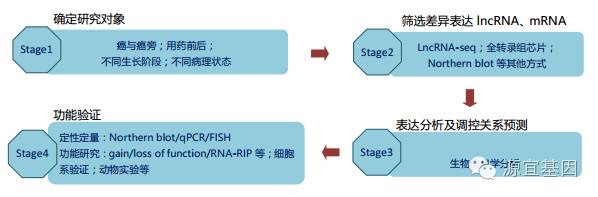 大分子，大学问 Lncrna简要解析 下