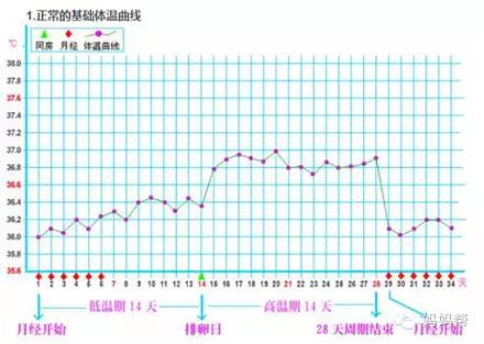 提示怀孕的基础体温曲线