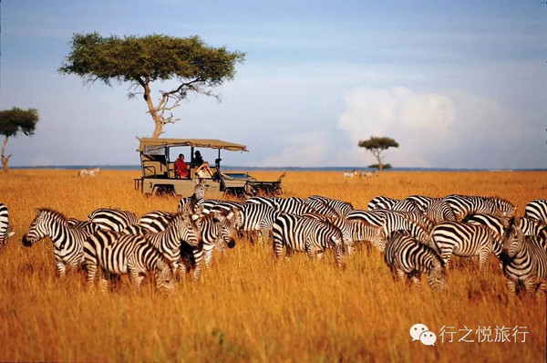 七月去坦桑尼亚看动物大迁徙是什么体验?
