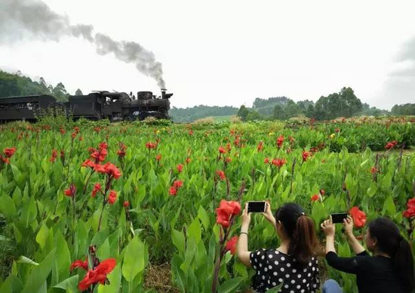 美!乐山有个漫山遍野的美人蕉花海开了,今天第一次看到!