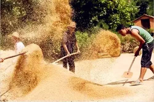 关中农村收麦的场景,你还记得多少?