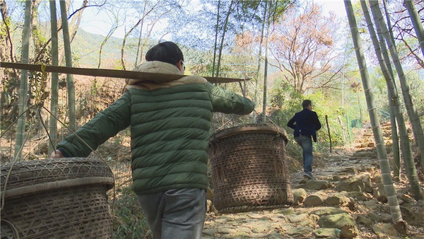 寻找最美森林古道│挑上挑担,重走富阳东坞山豆腐皮古道