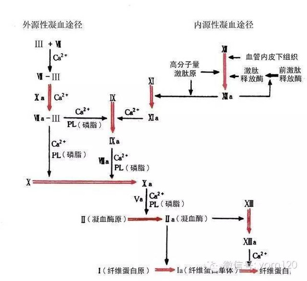 凝血途径及其临床意义