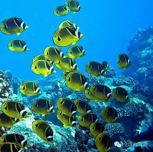 潜水怎么玩?全球最惊艳的10个潜水胜地
