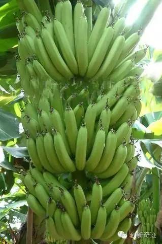 香蕉分为6大种类,有黑色斑点的香蕉到底好不好