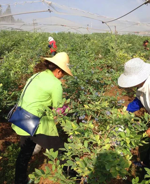 7天走遍澄江所有蓝莓基地吐血整理找个周末整起来