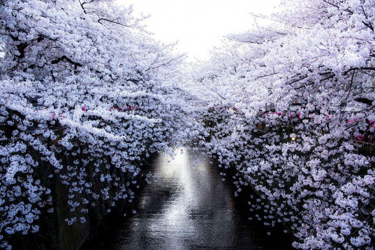 【春回大地】日本早春樱花盛开精美照片