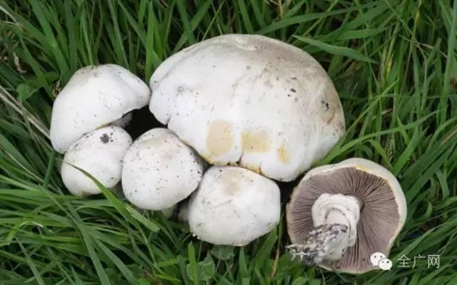 贵州夫妻广东采食野蘑菇中毒身亡 注意这些蘑