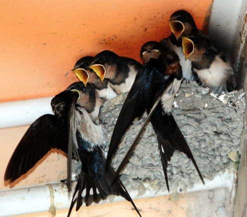 日本野鸟协会调查:燕子在城市繁殖下降市民成罪魁