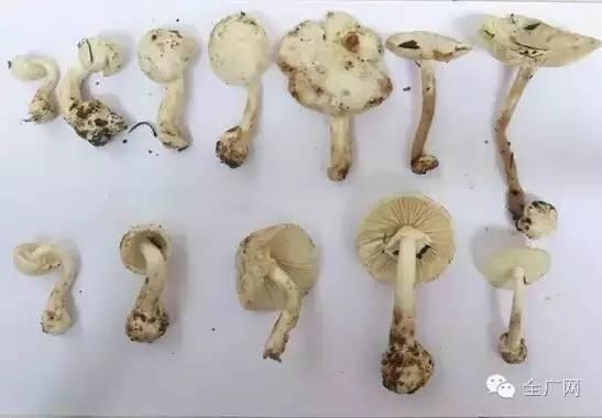 贵州夫妻广东采食野蘑菇中毒身亡 注意这些蘑