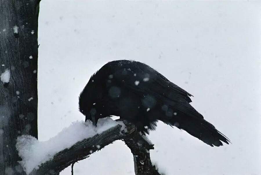 村庄里的雪:一只乌鸦使天空黑暗
