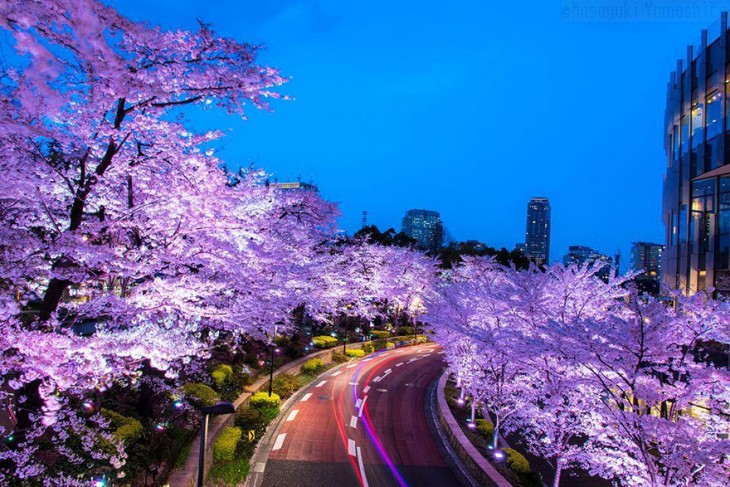 【春回大地】日本早春樱花盛开精美照片