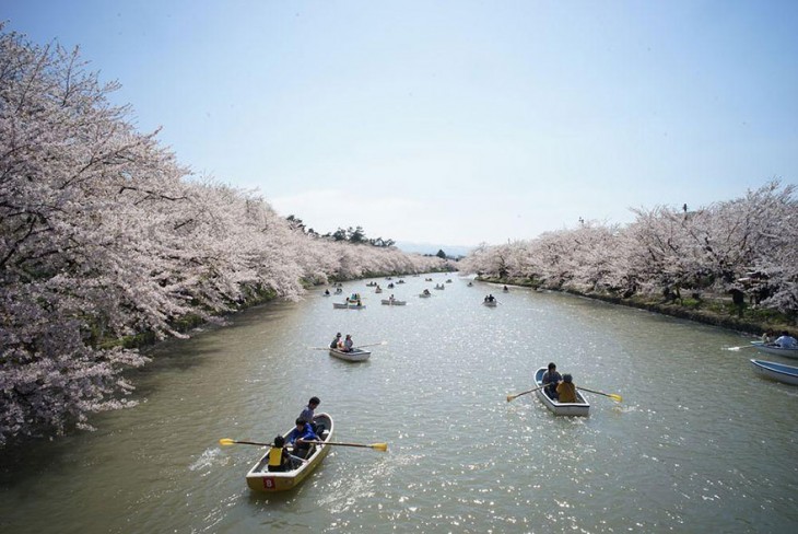 【春回大地】日本早春樱花盛开精美照片