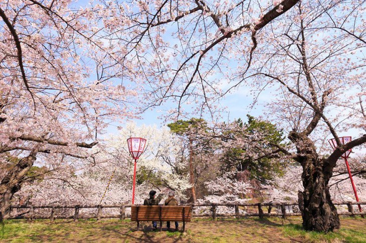 【春回大地】日本早春樱花盛开精美照片