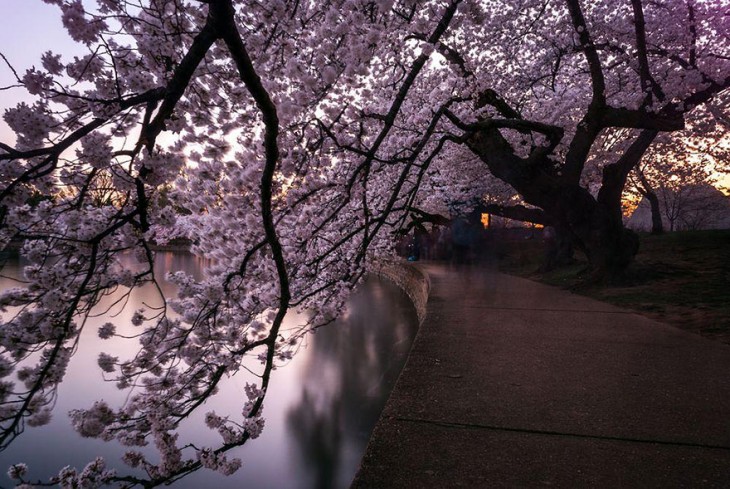 【春回大地】日本早春樱花盛开精美照片