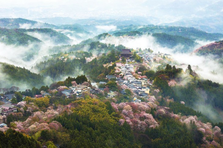 【春回大地】日本早春樱花盛开精美照片