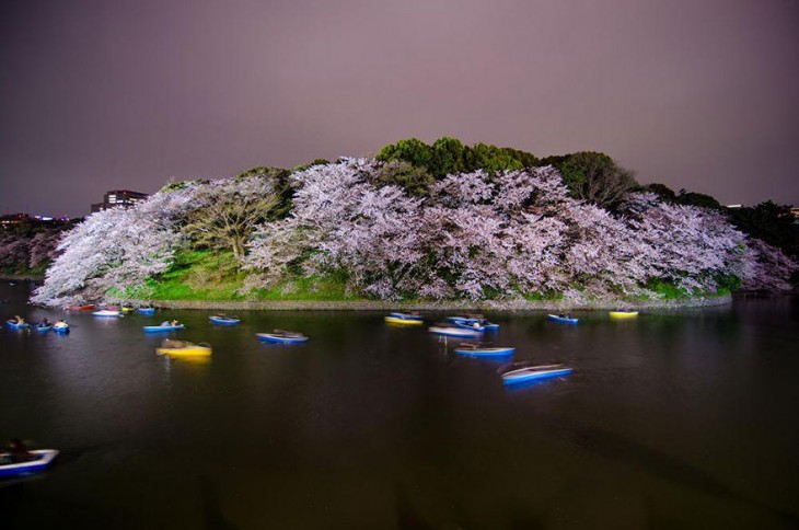 【春回大地】日本早春樱花盛开精美照片