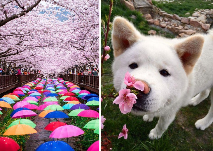 【春回大地】日本早春樱花盛开精美照片