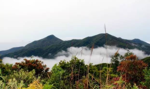 半天云村位于深圳南澳抛狗岭(海拔426米)的半山腰上,据说是深圳海拔最