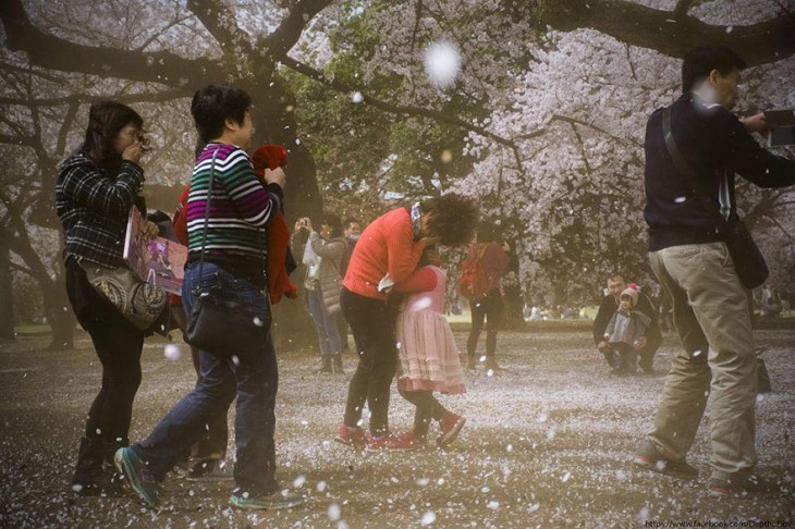 【春回大地】日本早春樱花盛开精美照片