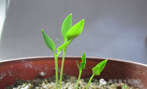 4选取一根比石榴嫩芽茎秆粗的枯枝插在土壤中要紧贴着石榴苗5由于嫩芽