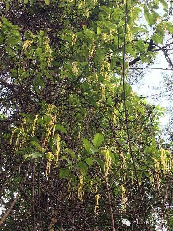 潮汕八种剧毒植物——见血封喉,断肠草. 断肠草会断肠吗