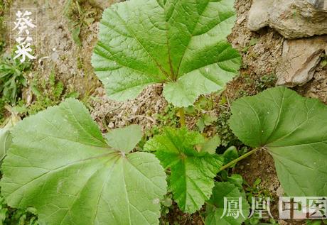 又名冬葵,有野生和家种两种,野生的多生长在宅边,路旁,田埂草丛中.