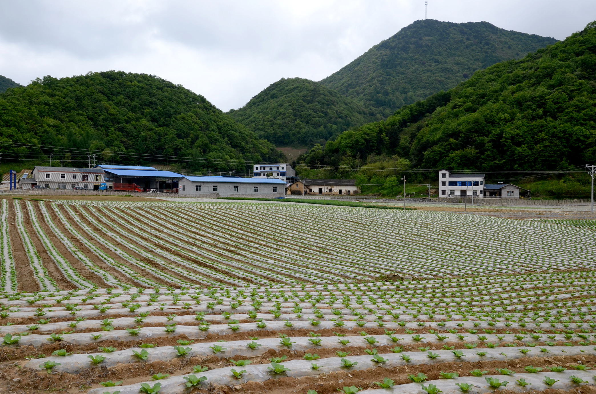 文家坪高山蔬菜田园如画家家有汽车户户通公路