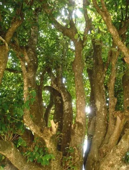 最古老的普洱茶树