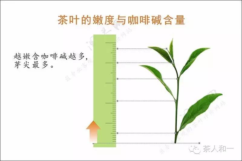 茶叶中的咖啡碱约