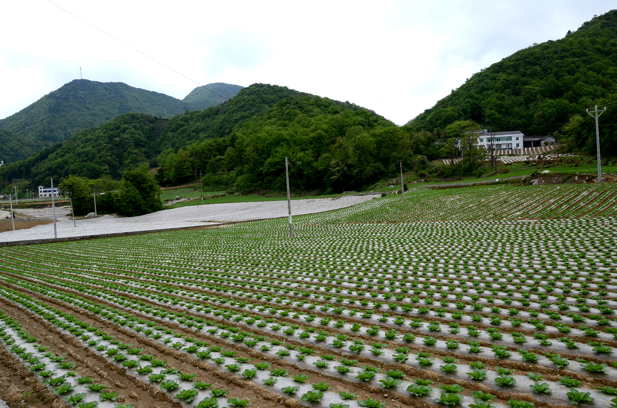 长阳文家坪把高山蔬菜种成风景画