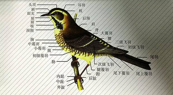 生物学 #观鸟 #鸟的外形结构 #百鸟嘲讽