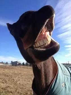 马匹的反唇行为是在微笑吗?