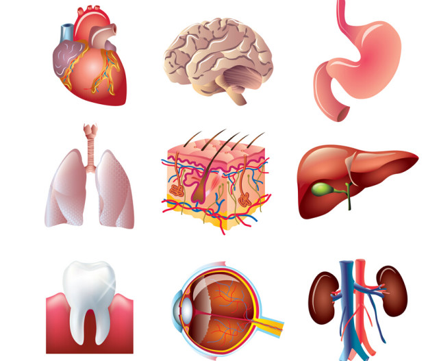 你知道人体重要器官都怕什么吗?