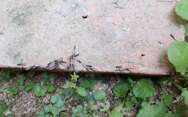 为什么家里会有白蚁?该怎么防治?