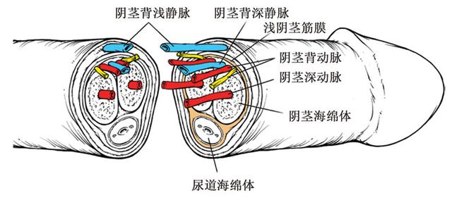 如果可以换丁丁,你愿意接受吗?