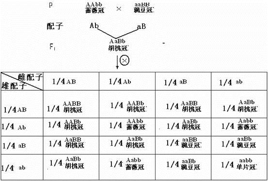 如果用竖式遗传图解表示会很乱,但用棋盘式遗传图解却可以很清楚的把