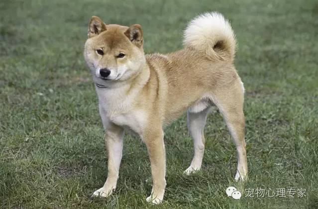 每天认识一种宠物狗:日本癞皮土狗柴犬