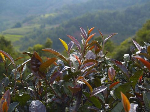 它是从幼嫩芽叶呈紫色的茶树上采取茶青进行加工以后形成的成品或半