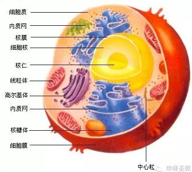 真菌多糖,细胞修复剂,健康保护神