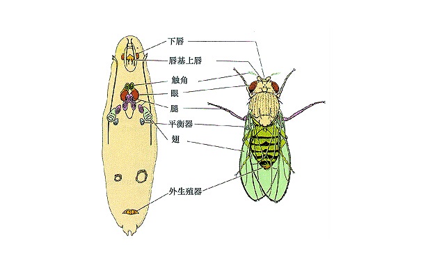 果蝇是怎么来的?怎么消灭果蝇?