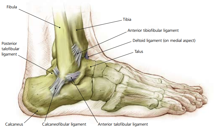 急性踝扭伤(Acute Ankle Sprain)的原理及应对措